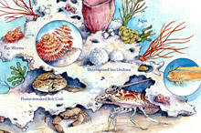 NC Museum of Natural Sciences
